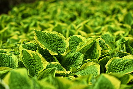 green plant thumbnail