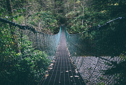 brown and green wooden bridge surrounded with tress thumbnail