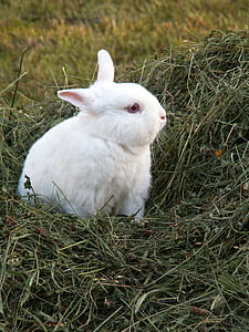 white rabbit on green grass thumbnail