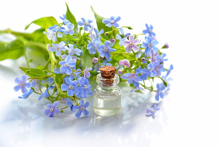 purple 5-petaled flowers thumbnail
