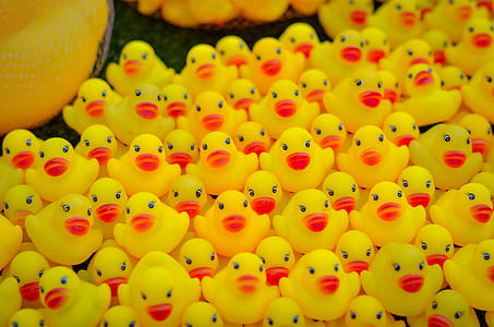 A lot of yellow duck toy thumbnail
