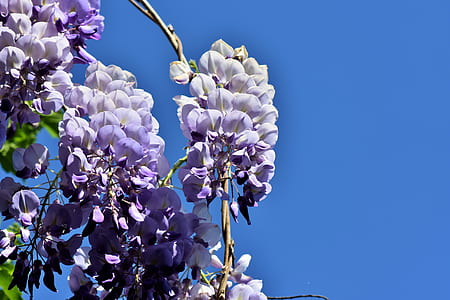 white and purple flowers thumbnail
