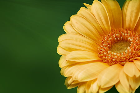 closeup photo of yellow Gerbera daisy flower thumbnail