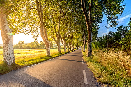 gray concrete road surrounded by trees thumbnail