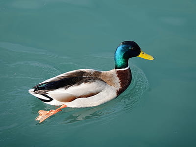 mallard duck floating on body of water thumbnail