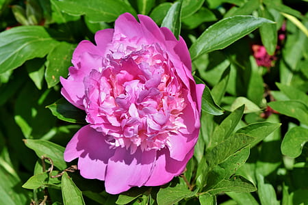 pink peony flower in close-up photography thumbnail
