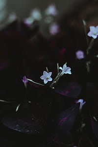 White Flowers Selective-focus Photography thumbnail
