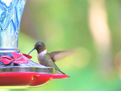 black and white hummingbird in selective focus photo thumbnail