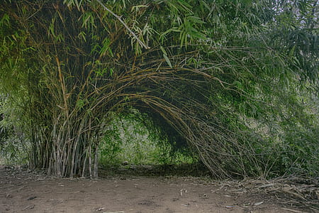 Brown and Green Bamboo Trees thumbnail