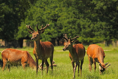 herd of deer on grass field thumbnail