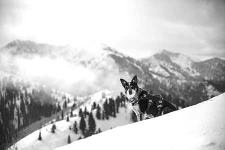 grayscale photo of dog on snow near the tree thumbnail