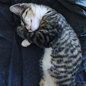 photo of black kitten lying on cushion thumbnail