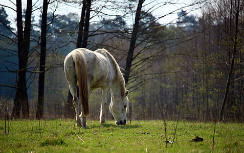 white horse surrounded by withered trees thumbnail