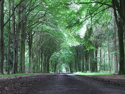 empty road between forest thumbnail