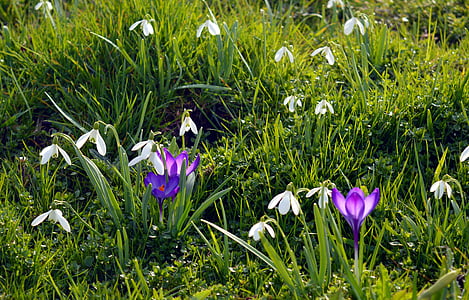 blooming purple and white flowers thumbnail
