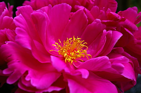close up photo of pink clustered flower thumbnail