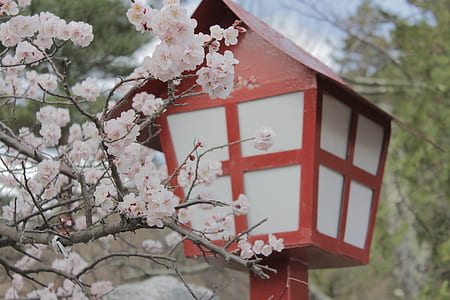 white cherry blossoms beside white and red lamp post thumbnail