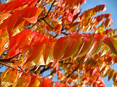 brown leafed tree thumbnail