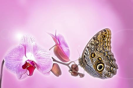 selective focus photography of morpho butterfly perched on pink moth orchid thumbnail