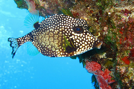 beige and white fish thumbnail