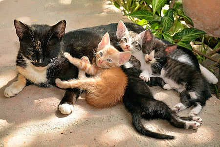 tuxedo cat with kittens thumbnail