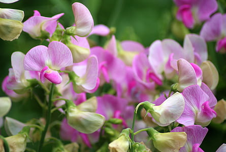 white-and-purple petaled flowers thumbnail