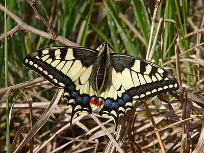 beige and black butterfly on tree branch thumbnail