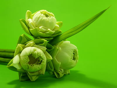 Three White Flowers thumbnail