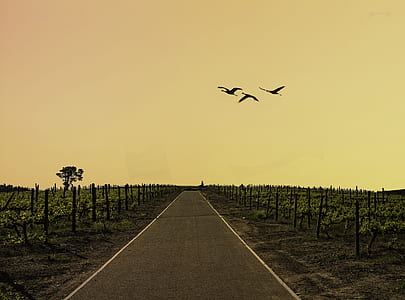 three birds flying under cloudy sky during daytime thumbnail