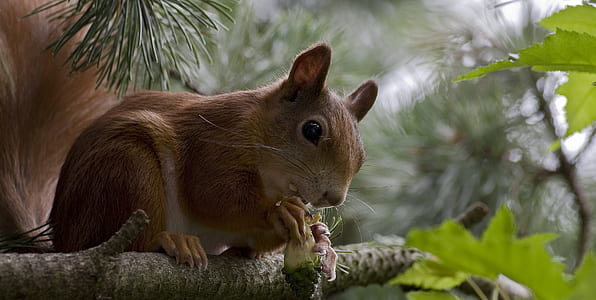 selective focus photography of brown squirrel perched on twig thumbnail