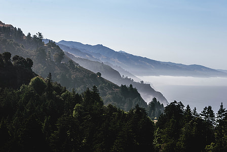green leafed trees covered with fog thumbnail