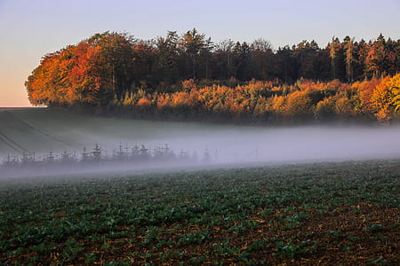 smoke covered trees thumbnail