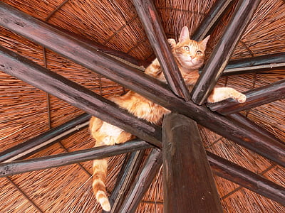 brown tabby cat laying on top of brown woven parasol thumbnail