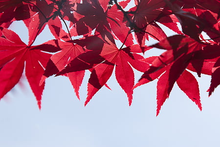 red leaf close up photo thumbnail