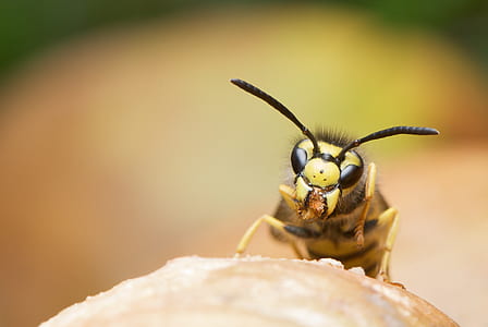 close-up photography of yellow jacket wasp thumbnail