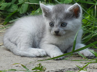 short-fur gray kitten on gray pavement thumbnail