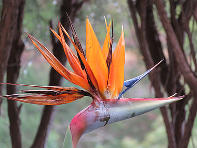 Parrot Flower, Parrot Plant thumbnail