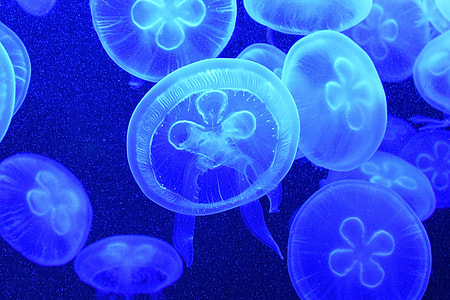 Blue jellyfish in ocean water thumbnail