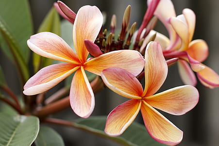 closeup photo of brown-and-purple petaled flowers in bloom thumbnail