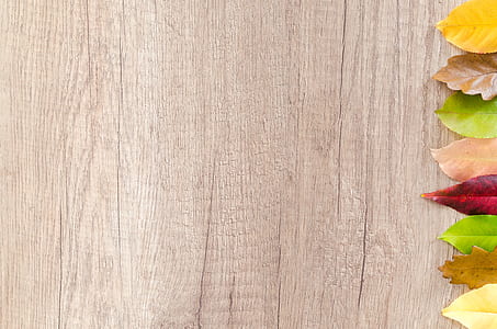 leafed plants on brown wooden panel thumbnail