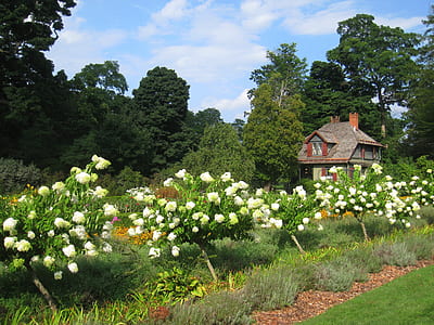 white roses field near house thumbnail