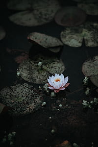 white lotus flower on body of water thumbnail