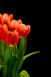 photo of orange tulip flowers thumbnail