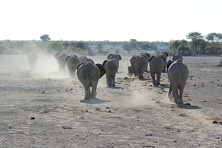 herd of elephants thumbnail