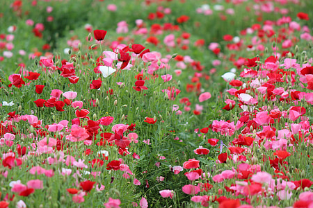 pink and red poppy flowers thumbnail