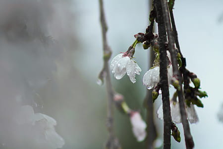 White Tree Blossoms With Dew in Closeup Photo thumbnail