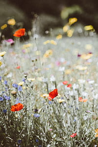 selective focus photography of red and yellow petaled flowers photo taken during daytime thumbnail