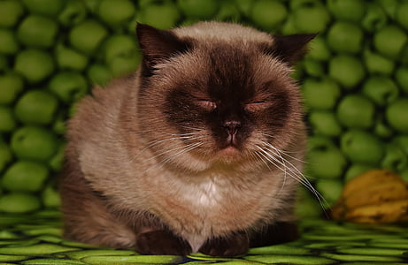 himalayan cat thumbnail