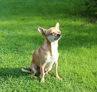 brown chihuahua closing eyes while sitting on grass thumbnail