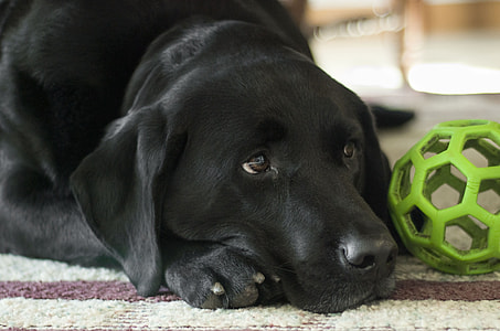 adult black Labrador retriever on brown and white carpet thumbnail